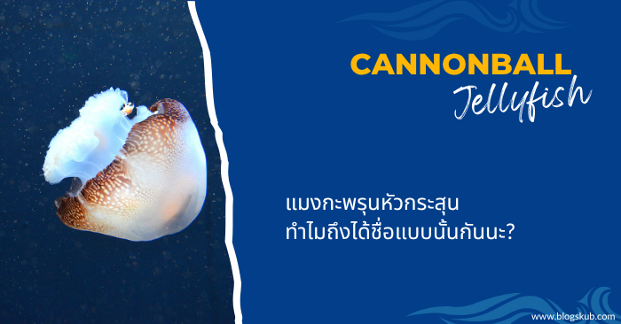 แมงกะพรุนหัวกระสุน ทำไมถึงได้ชื่อแบบนั้นกันนะ?